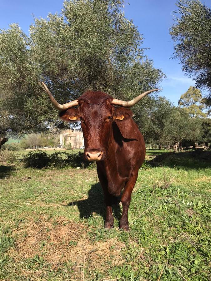 Casa Rural El Vihuelo 埃尔博斯克 外观 照片